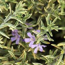 Load image into Gallery viewer, WESTRINGIA HIGHLIGHT 14CM POT