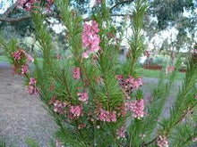 Load image into Gallery viewer, GREVILLEA ROSMARINIFOLIA ROSY'S BABY 140MM POT