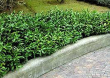 Load image into Gallery viewer, RUSCUS HYPOGLOSSUM 17CM POT