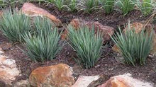 Load image into Gallery viewer, DIANELL REVOLUTA LITTLE REV 14CM POT