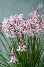 Load image into Gallery viewer, SOCIETY GARLIC - TULBAGHIA FAIRY STAR 14CM POT