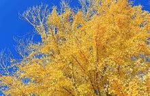 Load image into Gallery viewer, GINKGO BILOBA AUTUMN GOLD 20CM POT