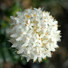 Load image into Gallery viewer, RICE FLOWER - PIMELEA FERRUGINEA ALBA 14CM POT