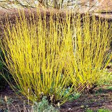 Load image into Gallery viewer, YELLOW STEM DOGWOOD - CORNUS STOLONIFERA FLAVIR 20CM POT 80CM TALL