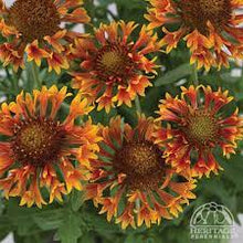 Load image into Gallery viewer, GAILLARDIA ELITE CORNETTO 15CM POT