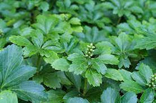 Load image into Gallery viewer, PACHYSANDRA TERMINALIS - JAPANESE SPURGE 17CM POT