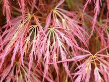 Load image into Gallery viewer, WEEPING MAPLE ATROPURPUREUM 33CM POT