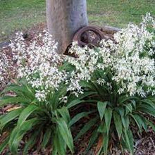 Load image into Gallery viewer, ARTHROPODIUM MATAPOURI BAY 20CM POT