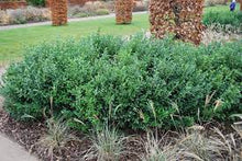 Load image into Gallery viewer, SWEET BOX - SARCOCOCCA CONFUSA 14CM POT