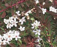 Load image into Gallery viewer, MYOPORUM PARVIFOLIUM PURPUREA 14CM POT
