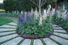 Load image into Gallery viewer, DELPHINIUM PACIFIC GIANT 14CM POT