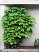 Load image into Gallery viewer, JAPANESE ARALIA - FATSIA JAPONICA 18CM POT