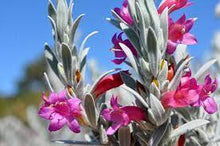 Load image into Gallery viewer, EREMOPHILIA PINK PANTHA GRFT 20CM POT