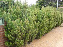Load image into Gallery viewer, WOOLLY BUSH - ADENANTHOS SERICEUS 20CM POT