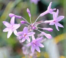 Load image into Gallery viewer, SOCIETY GARLIC - TULBAGHIA FAIRY STAR 14CM POT