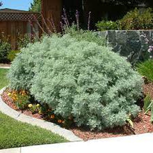 Load image into Gallery viewer, WORMWOOD DWARF - ARTEMISIA POWIS CASTLE 14CM POT