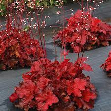 Load image into Gallery viewer, CORAL BELLS - HEUCHERA FOREVER RED 15CM POT