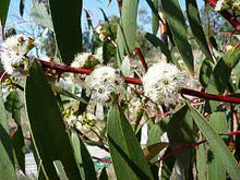 Load image into Gallery viewer, WOLGAN SNOW GUM - EUCALYPTUS GREGSONIANA 14CM POT