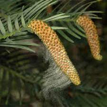 Load image into Gallery viewer, WOLLEMI PINE TREE 20CM POT