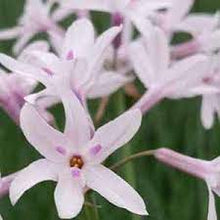 Load image into Gallery viewer, SOCIETY GARLIC - TULBAGHIA VIOLACEA ASHANTI PEARL 14CM POT