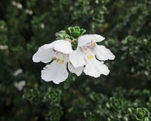 Load image into Gallery viewer, PROSTANTHERA COOL MINT 14CM POT