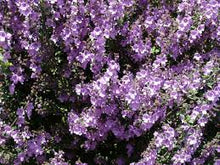 Load image into Gallery viewer, PROSTANTHERA SEIBERI MINTY 14CM POT