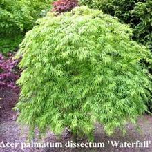 Load image into Gallery viewer, WEEPING MAPLE WATERFALL 50CM POT