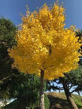 Load image into Gallery viewer, GINKGO BILOBA AUTUMN GOLD 20CM POT