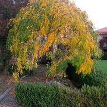 Load image into Gallery viewer, WEEPING GLEDITSIA EMERALD CASCADE 40CM POT
