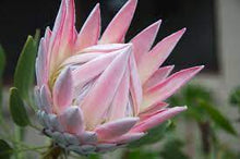 Load image into Gallery viewer, PROTEA KING 14CM POT