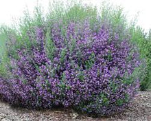 Load image into Gallery viewer, PROSTANTHERA SEIBERI MINTY 14CM POT