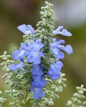 Load image into Gallery viewer, SALVIA ELITE AZURE BLUE 15CM POT