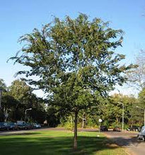 Load image into Gallery viewer, CHINESE ELM - ULMUS PARVIFOLIA 40CM POT