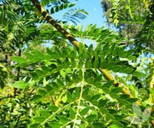 Load image into Gallery viewer, GLEDITSIA SHADEMASTER 33CM POT