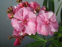 Load image into Gallery viewer, OLEANDER DOUBLE PINK 20CM POT