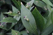 Load image into Gallery viewer, RUSCUS HYPOGLOSSUM 17CM POT
