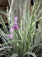 Load image into Gallery viewer, SOCIETY GARLIC - TULBAGHIA VARIEGATED LEAF 14CM POT