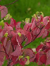 Load image into Gallery viewer, PINK DOGWOOD - CORNUS FLORIDA RUBRA 25CM POT