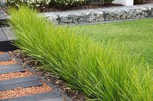 Load image into Gallery viewer, LOMANDRA LIME TUFF 18CM POT