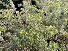Load image into Gallery viewer, WESTRINGIA HIGHLIGHT 14CM POT