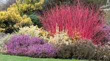 Load image into Gallery viewer, RED STEM DOGWOOD - CORNUS ALBA SIBIRICA 20CM POT 80CM TALL