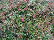 Load image into Gallery viewer, GREVILLEA BRONZE ROVER 140MM POT