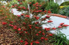 Load image into Gallery viewer, GREVILLEA HOOKERIANA RED HOOKS 14CM POT