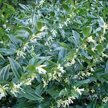 Load image into Gallery viewer, SWEET BOX - SARCOCOCCA CONFUSA 14CM POT