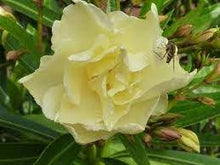 Load image into Gallery viewer, OLEANDER AUREA LUTEUM 20CM POT