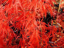 Load image into Gallery viewer, WEEPING MAPLE BROCADE 60CM POT