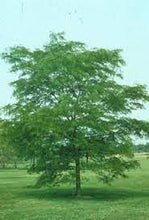 Load image into Gallery viewer, GLEDITSIA SHADEMASTER 33CM POT
