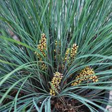 Load image into Gallery viewer, LOMANDRA CONFERTIFOLIA FROSTY TOP 14CM POT