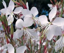 Load image into Gallery viewer, GAURA ELITE WHITE 15CM POT