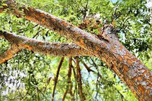 Load image into Gallery viewer, CHINESE ELM - ULMUS PARVIFOLIA 40CM POT